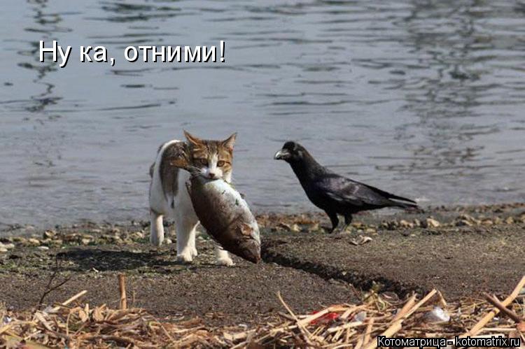 Котоматрица: Ну ка, отними!