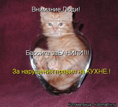 Котоматрица: Внимание,Люди!  Барсика заБАНИЛИ!!! За нарушения правил на КУХНЕ.! За нарушения правил на КУХНЕ.!