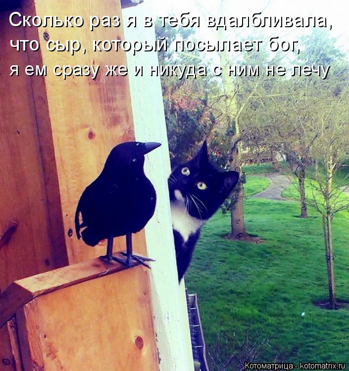 Котоматрица: Сколько раз я в тебя вдалбливала, что сыр, который посылает бог, я ем сразу же и никуда с ним не лечу