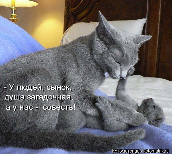 Котоматрица: - У людей, сынок, душа загадочная,  а у нас -  совесть!