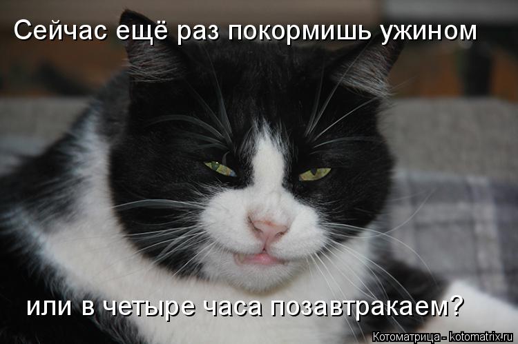 Котоматрица: Сейчас ещё раз покормишь ужином  или в четыре часа позавтракаем?