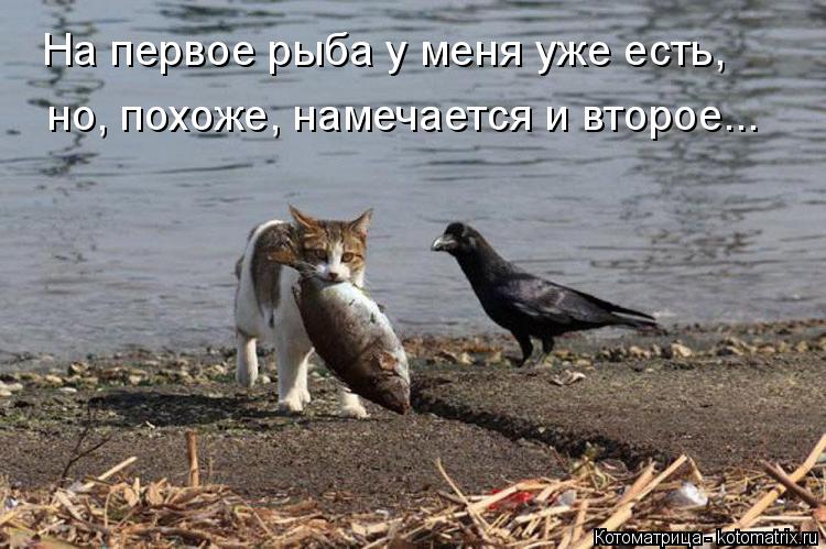 Котоматрица: На первое рыба у меня уже есть, но, похоже, намечается и второе...