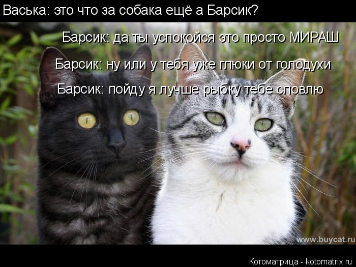 Котоматрица: Васька: это что за собака ещё а Барсик? Барсик: да ты успокойся это просто МИРАШ Барсик: ну или у тебя уже глюки от голодухи Барсик: пойду я лу