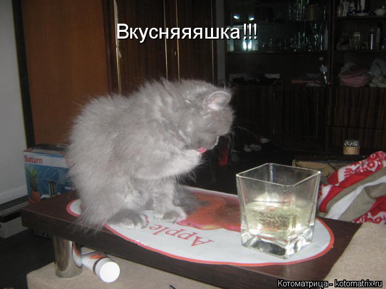 Котоматрица: Вкусняяяшка!!!