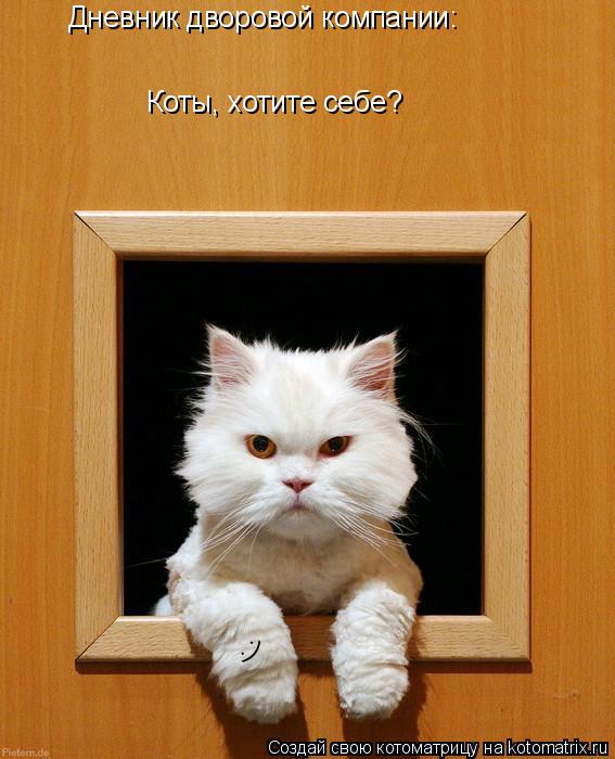 Котоматрица: Дневник дворовой компании: Коты, хотите себе? :)