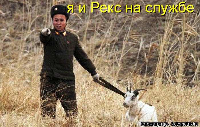Котоматрица: я и Рекс на службе