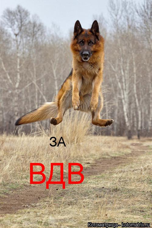 Котоматрица: ЗА  ВДВ