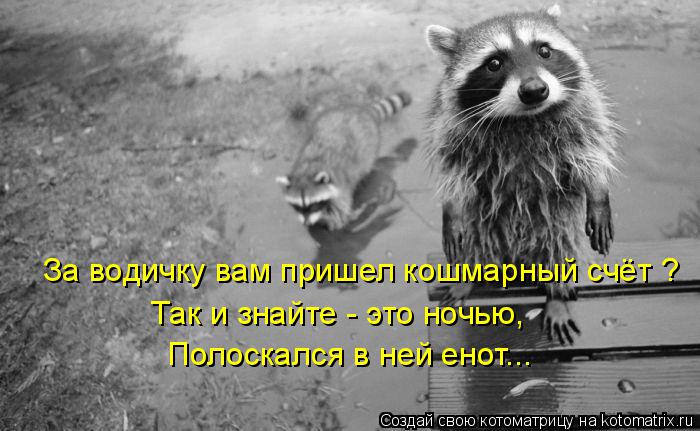 Котоматрица: За водичку вам пришел кошмарный счёт ? Так и знайте - это ночью,  Полоскался в ней енот...