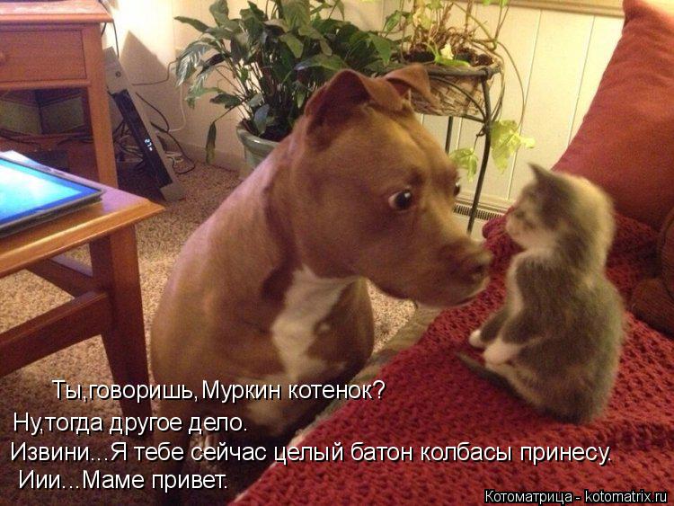 Котоматрица: Ты,говоришь,Муркин котенок? Ну,тогда другое дело. Извини...Я тебе сейчас целый батон колбасы принесу. Иии...Маме привет.