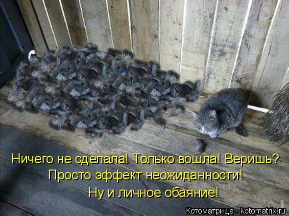 Котоматрица: Ничего не сделала! Только вошла! Веришь? Просто эффект неожиданности! Ну и личное обаяние!