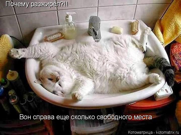 Котоматрица: Почему разжирел?!! Вон справа еще сколько свободного места