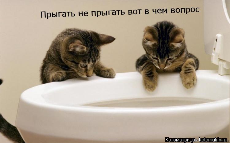 Котоматрица: Прыгать не прыгать вот в чем вопрос