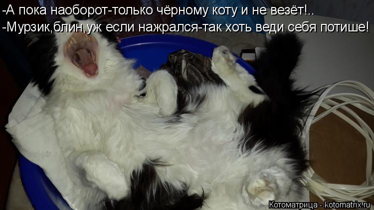 Котоматрица: -А пока наоборот-только чёрному коту и не везёт!.. -Мурзик,блин,уж если нажрался-так хоть веди себя потише!