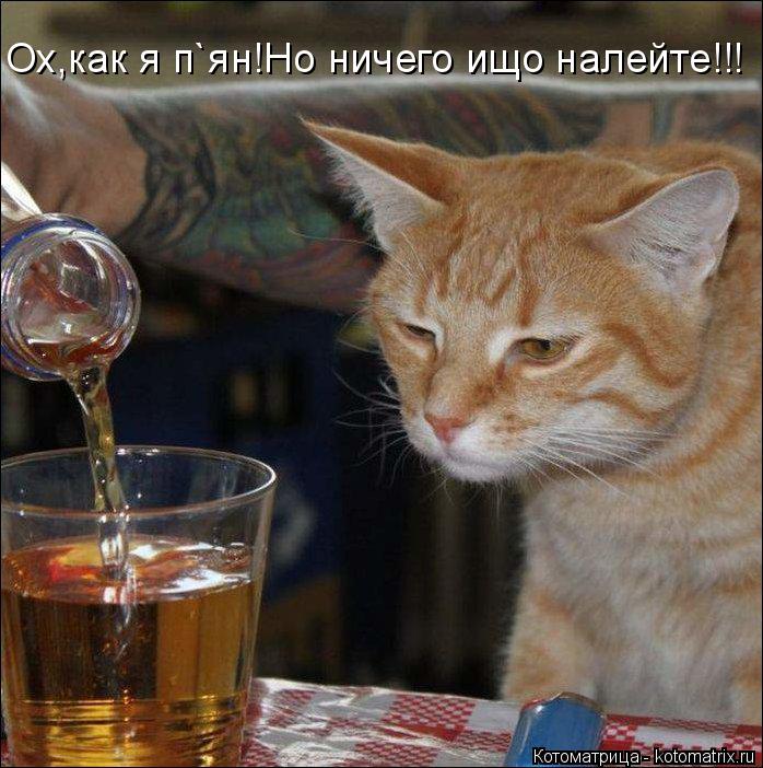 Котоматрица: Ох,как я п`ян!Но ничего ищо налейте!!!