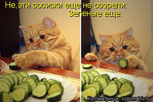 Котоматрица: Не,эти сосиски еще не созрели. Зеленые еще.