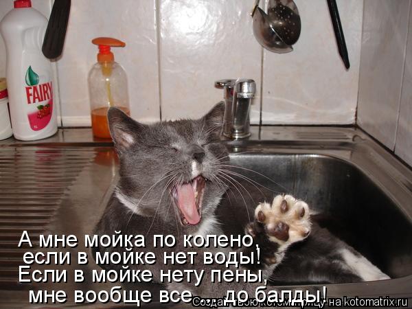 Котоматрица: А мне мойка по колено, если в мойке нет воды! Если в мойке нету пены, мне вообще все ... до балды!