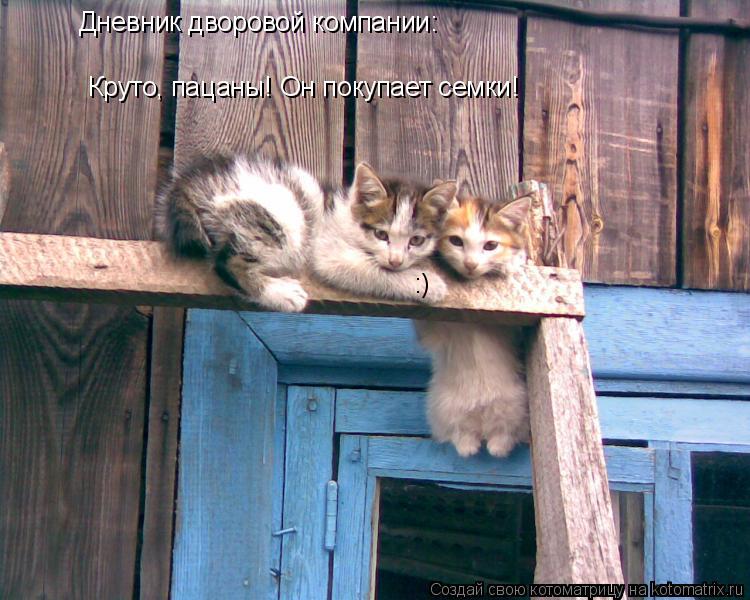 Котоматрица: Дневник дворовой компании: Круто, пацаны! Он покупает семки! :)