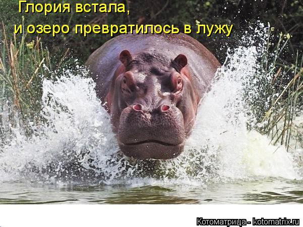 Котоматрица: Глория встала,  и озеро превратилось в лужу