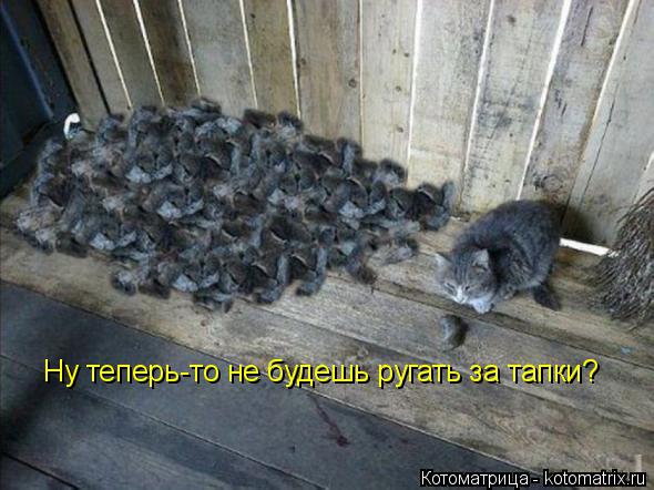 Котоматрица: Ну теперь-то не будешь ругать за тапки?
