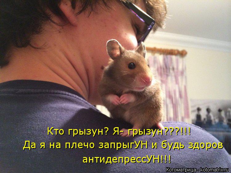Котоматрица: Кто грызун? Я- грызун???!!! Да я на плечо запрыгУН и будь здоров антидепрессУН!!!