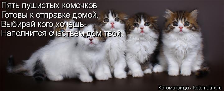 Котоматрица: Пять пушистых комочков Готовы к отправке домой. Выбирай кого хочешь- Наполнится счастьем дом твой!