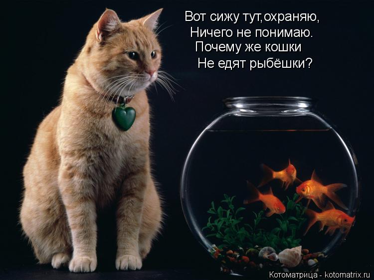 Котоматрица: Вот сижу тут,охраняю, Ничего не понимаю. Почему же кошки Не едят рыбёшки?