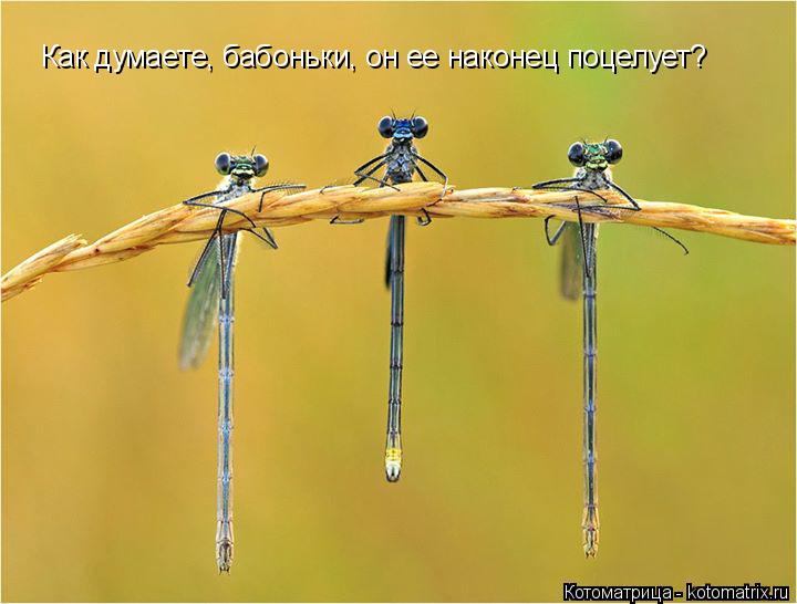 Котоматрица: Как думаете, бабоньки, он ее наконец поцелует?