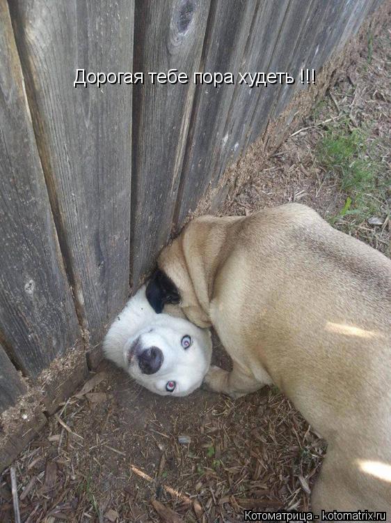 Котоматрица: Дорогая тебе пора худеть !!!