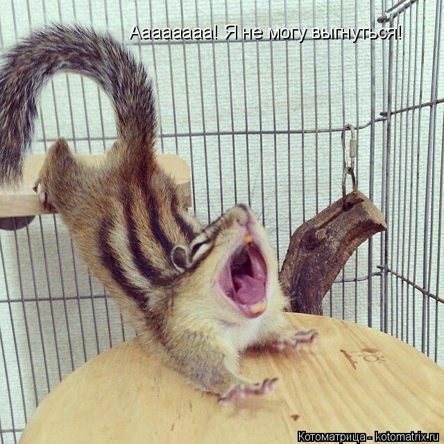 Котоматрица: Аааааааа! Я не могу выгнуться!