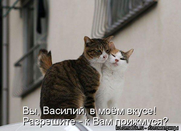 Вы, Василий, в моём вкусе! Разрешите - к Вам прижмуся?... Котоматрица: Вы, Василий, в моём вкусе! Разрешите - к Вам прижмуся?