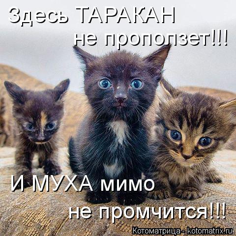 Здесь ТАРАКАН не проползет!!! И МУХА мимо не промчится!!!... Котоматрица: Здесь ТАРАКАН не проползет!!! И МУХА мимо не промчится!!!