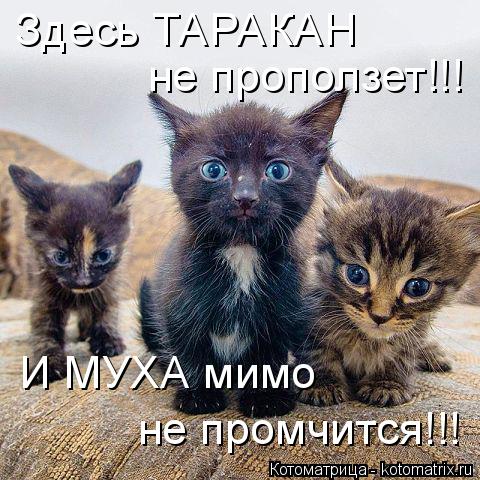 Котоматрица: Здесь ТАРАКАН не проползет!!! И МУХА мимо не промчится!!!