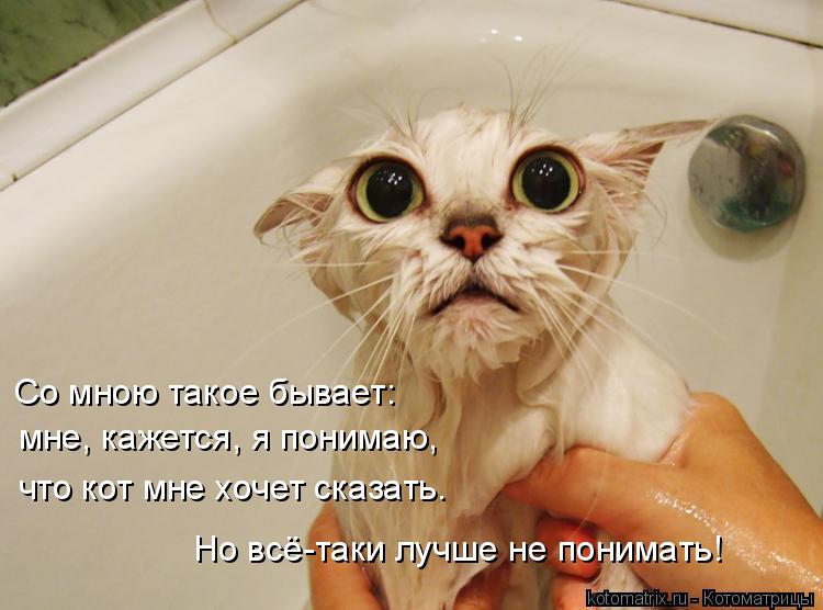 Котоматрица: Со мною такое бывает: мне, кажется, я понимаю,  что кот мне хочет сказать. Но всё-таки лучше не понимать!