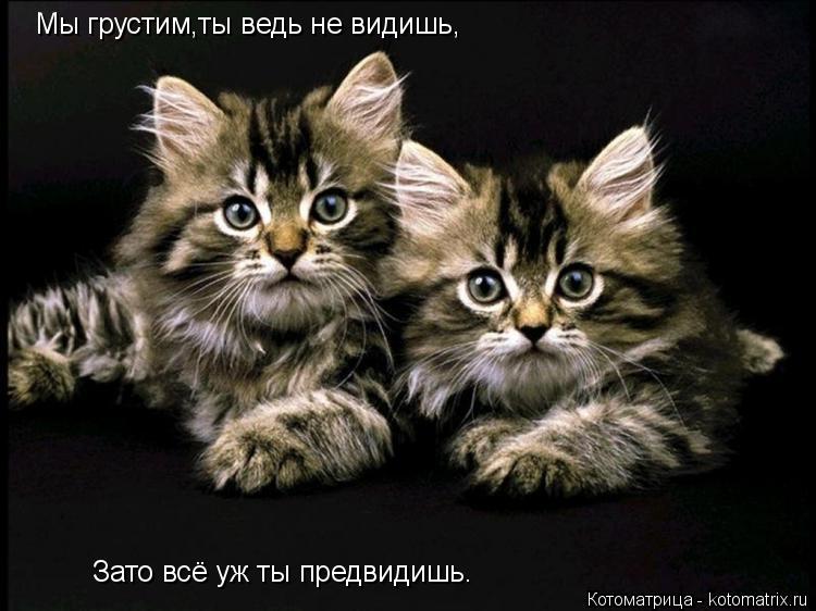 Котоматрица: Мы грустим,ты ведь не видишь, Зато всё уж ты предвидишь.