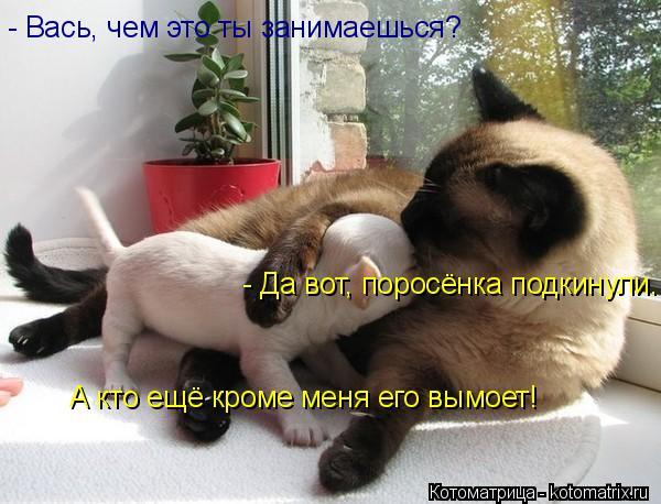 - Вась, чем это ты занимаешься? - Да вот, поросёнка подкинули. А кто ещё кроме меня его вымоет!... Котоматрица: - Вась, чем это ты занимаешься? - Да вот, поросёнка подкинули. А кто ещё кроме меня его вымоет!