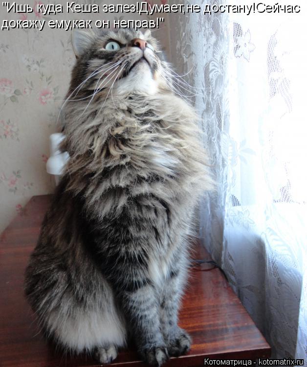 Котоматрица: "Ишь куда Кеша залез!Думает,не достану!Сейчас докажу ему,как он неправ!"