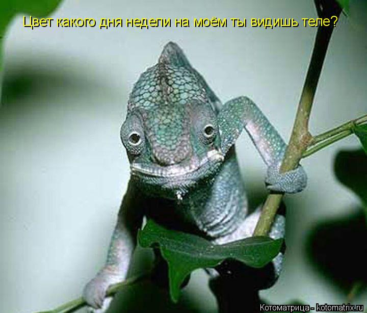 Котоматрица: Цвет какого дня недели на моём ты видишь теле?