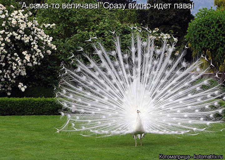 Котоматрица: "А сама-то величава!"Сразу видно-идет пава!