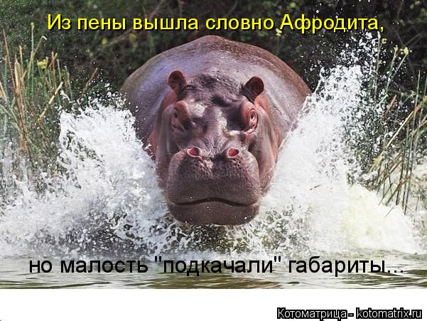 Котоматрица: Из пены вышла словно Афродита, но малость "подкачали" габариты...