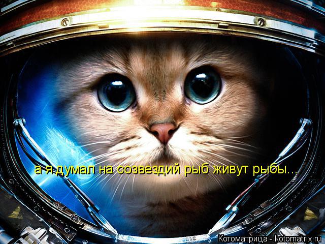Котоматрица: а я думал на созвездий рыб живут рыбы...
