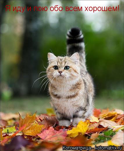 Котоматрица: Я иду и пою обо всем хорошем!