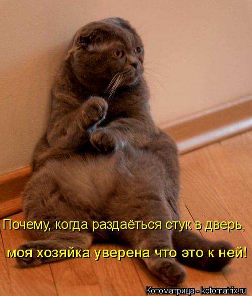 Котоматрица: Почему, когда раздаёться стук в дверь, моя хозяйка уверена что это к ней!