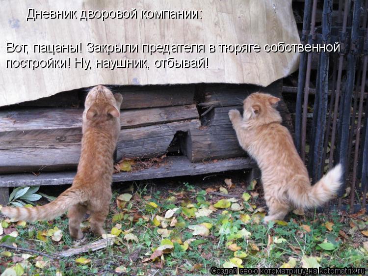 Котоматрица: Дневник дворовой компании: Вот, пацаны! Закрыли предателя в тюряге собственной постройки! Ну, наушник, отбывай!
