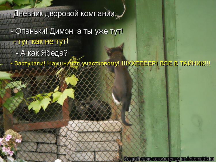 Котоматрица: Дневник дворовой компании:  - Опаньки! Димон, а ты уже тут!  - тут, как не тут!  - А как Ябеда?  - Застукали! Наушничал участковому! ШУХЕЕЕЕР! ВСЕ В 