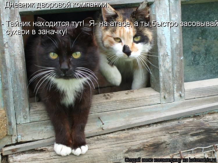 Котоматрица: Дневник дворовой компании: - Тайник находится тут!  Я- на атасе, а ты быстро засовывай  сухари в заначку!