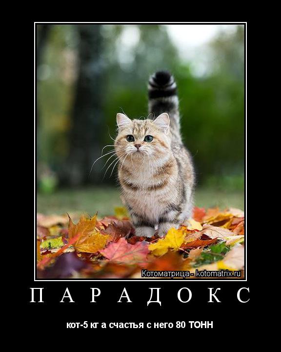 Котоматрица: П А Р А Д О К С кот-5 кг а счастья с него 80 ТОНН