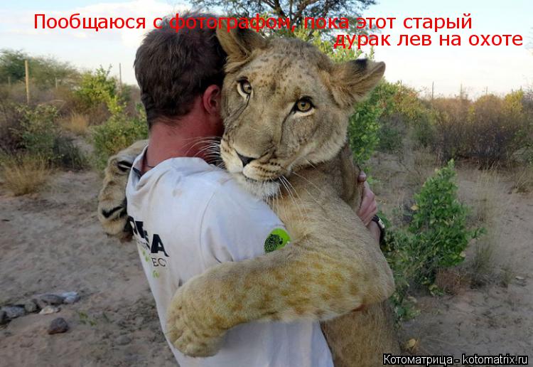 Котоматрица: Пообщаюся с фотографом, пока этот старый дурак лев на охоте