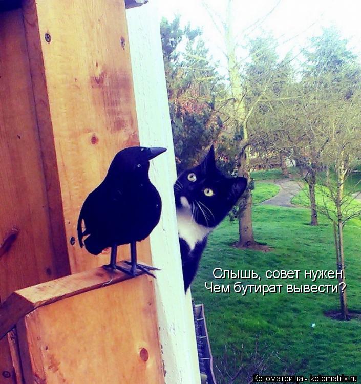 Котоматрица: Слышь, совет нужен. Чем бутират вывести?