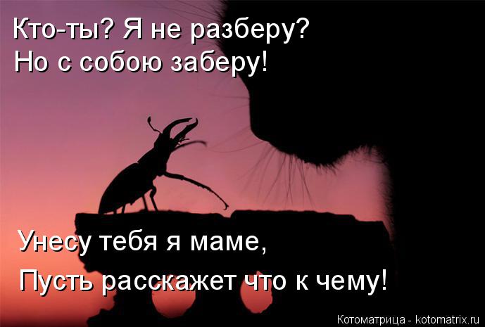 Котоматрица: Кто-ты? Я не разберу? Но с собою заберу! Унесу тебя я маме, Пусть расскажет что к чему!
