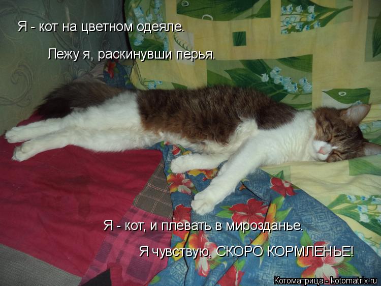 Котоматрица: Я - кот на цветном одеяле. Лежу я, раскинувши перья. Я - кот, и плевать в мирозданье. Я чувствую, СКОРО КОРМЛЕНЬЕ!